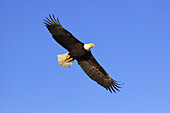 Bald Eagle, Haliaeetus leucocephalus, Weisskopfseeadler, Homer, Kenai Peninsula, Alaska, USA