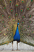 Male peacock  Pavo cristatus)