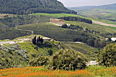 Ancient Greek Doric Temple Segesta archaeological site Sicily Italy