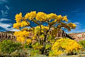 Cottonwood trees displaying brilliant autumn foliage along Indian Creek Canyon Utah