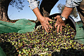 Olive harvest, Mont-ras, Baix Emporda, Girona province, Catalonia, Spain