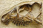 Skull of Mastodonsaurus torvus, Palaeontology museum, Moscow, Russia