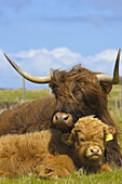 Scottish Highland cows, Skye island, Inner Hebrides, Scotland, UK