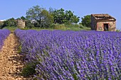 Lavender field in full blossom at Valensole plateau. Alpes-de-Haute-Provence, France