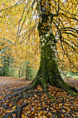 autumn, autumnal, fall, Green, Huesca, Moss, Mossy, Ordesa National Park, Root, Roots, Yellow, N64-882571, agefotostock 