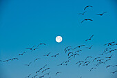 Flocks of Snow geese flying at sunrise, Bosque del Apache National Wildlife Refuge, near Socorro, New Mexico USA