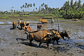 Ploughing rice field with buffalos, Pulukan, Bali, Indonesia