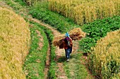 Maroc, Haut-Atlas, la vallée du Dadès, récoltes et portage des céréales par les femmes