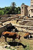 Maroc, Ksar Goulmima, parc à bestiaux à l´intérieur, Sud, Marocain