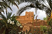 Maroc, Vallée du Drâa, Agdz, Ksar vue de la maison d´Hôte de Dar Qamar