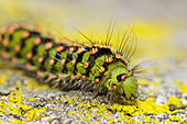 Caterpillar with hairs and warning colour, crawling on granite rock with lichens, Vosges mountains, Alsace, France