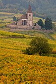 Hunawihr, fortified medieval church, vineyards on the hillsides of Vosges, colours of autumn, Alsace, France