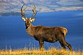 New Zealand, South Island, Otago and Southland, Queenstown, Frankton, Red Deer Cervus Elaphus at Deerpark Heights looking out over Lake Wakatipu, Kelvin Peninsula