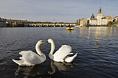 Cisnes en el ri´o Moldava, Praga, Republica Checa