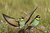 European Bee-eater  Merops apiaster). Sevilla province, Andalucia, Spain