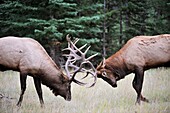 Two bull elk Cervus canadensis sparing in mating season  Jasper National Park, Rocky Mountains, Alberta, Canada