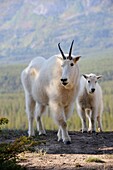 Mountain goat Oreamnos americanus mother and kid in Jasper National Park  Rocky Mountains, Alberta, Canada