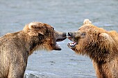 Grizzli bears play fighting Ursus arctos horribilis Brooks River, Katmai National Park, Alaska, USA