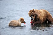 Grizzli bear mother and her cub eating salmon Ursus arctos middendorffi Kodiak Island, Alaska, USA