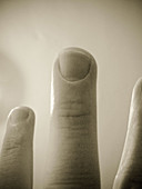 Finger, T32-875372, agefotostock 