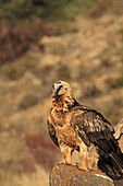 Gypaete barbu immature  Station de nourrissage  Pyrenees Espagne Bearded Vulture immature Gypaetus barbatus Ordre : Accipitriformes Famille : Accipitrides