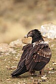 Gypaete barbu immature  Station de nourrissage  Pyrenees Espagne Lammergeier or Bearded Vulture  Immature  Gypaetus barbatus Order : Accipitriformes,  Familly : Accipitridae