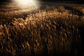 Wheat field in the light of dusk  Los Escullos, Parque Natural del Cabo de Gata, Almería, Andalusia, Spain