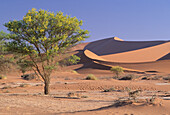 View of Namib-Naukluft Desert and Flowering Acacioa tree
