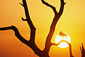 Egyptian Geese ona dry tree and sunset