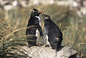 Macaroni Penguin Eudyptes chrysolaphus