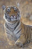 At, Endangered, Habitat, India, National, Panthera, Park, Potrait, Rajasthan, Ranthambhore, Tiger, Tigris River, T96-935326, agefotostock 