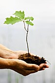 a person holding an oak tree seeding in cupped hands