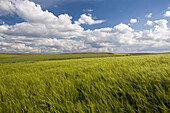 Steppe and cereal fields  Agricultural landscape in Gimialcon  Avila  Castille and Leon  Spain