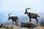 Males Spanish Ibex in Morezón peak 2 393 m next to the Circo de Gredos  Mountains of the Sierra de Gredos National Park  Navacepeda de Tormes  Ávila  Castilla y León  Spain