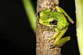 Animal, Animals, Frog, Frogs, Jump, Jumping, Nature, Tree, Trees, Vertebrae, Water, Wildlife, U37-876451, agefotostock 