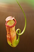 Great Pitcher-Plant  Nepenthes maxima)