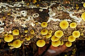Close-up, Closeup, Color, Colour, Exterior, Fungi, Fungus, Horizontal, Leaf, Leaves, Little, Mushroom, Mushrooms, Mycology, Outdoor, Outdoors, Outside, Selective focus, Small, U37-969247, agefotostock 