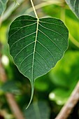 Botany, Close-up, Closeup, Color, Colour, Daytime, Detail, Exterior, Frond, Green, Leaf, Leaves, Outdoor, Outdoors, Outside, Plant, Selective focus, Vertical, U37-969256, agefotostock 