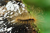 Animal, Animals, Arthropod, Arthropoda, Bug, Bugs, Camouflage, Camouflaged, Caterpillar, Caterpillars, Close, Close-up, Closeup, Color, Colour, Entomology, Fauna, Green, Hair, Hairy, Insect, Insects, Invertebrate, Invertebrates, Leaf, Leaves, Nature, One,