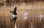 Photo Joergen Larsson  Eurasian coot Södermanland Sweden