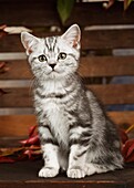 Photo Joergen Larsson Cat Brittish shorthair