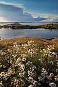 Photo Joergen Larsson scentess mayweed Viskären Småland Sweden