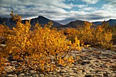 Photo Joergen Larsson Rondane Norway