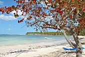 Caraibes Republique Dominicaine péninsule de Samana  Le village Las Galeras et sa grande plage Las Galeras  Dominican Republic