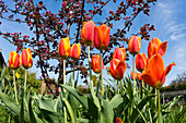 red tulips in garden, spring, Bavaria, Germany