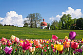Heuwinkel Kapelle bei Iffeldorf mit Tulpen im Frühling, Oberbayern, Deutschland