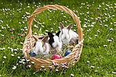 Three rabbits in an Easter basket, Oryctolagus cuniculus, Bavaria, Germany, Europe