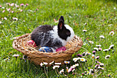 Rabbit in an Easter basket, Oryctolagus cuniculus, Bavaria, Germany, Europe