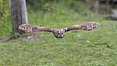 Tawny Owl in flight, Strix aluco, Bavaria, Germany
