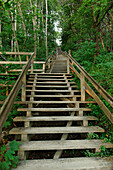 Koenigstreppe, wooden stairs between trees, Cape Arkona, Ruegen, Mecklenburg-Western Pomerania, Germany, Europe